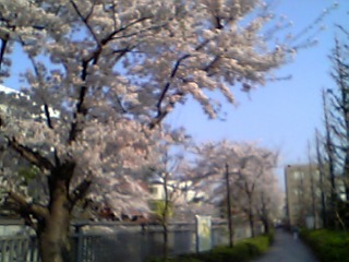 川沿いの遊歩道は桜だらけ！